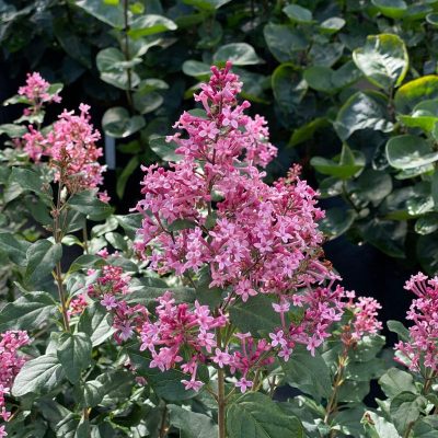 Syringa x 'Bloomerang Ballet' PW