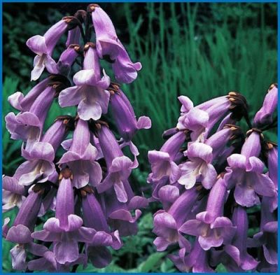 Paulownia tomentosa