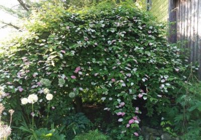 Actinidia kolomikta 'Nordic' (mâle)