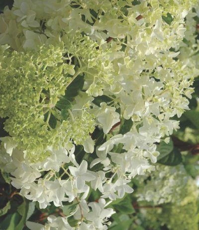 Hydrangée paniculée 'Kyushu' (sur tige)