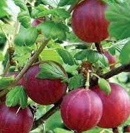 Ribes uva-crispa 'Captivator'