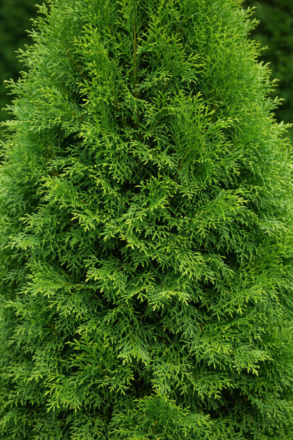 Thuya occidentalis 'Smaragd'