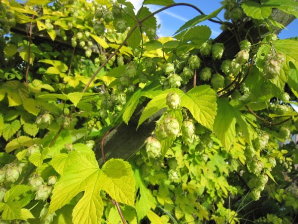 Humulus lupulus 'Cascade'