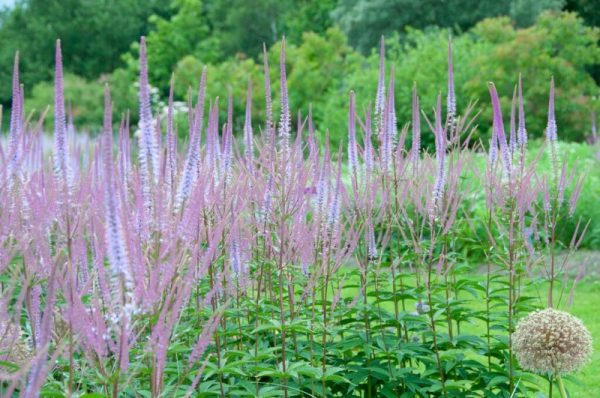 Véronique de Virginie