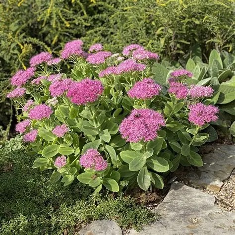 Sedum spectabile 'Neon'