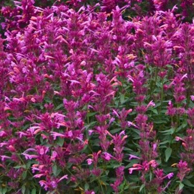 Agastache 'Rosie Posie'