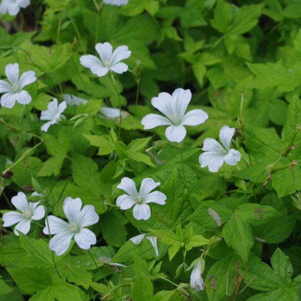 Geranium nodosum 'Silverwood'