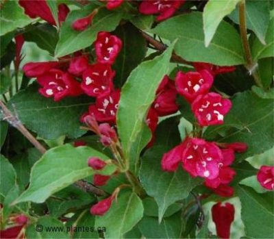 Weigela x 'Saphyr'