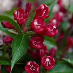 Weigela x 'Saphyr'