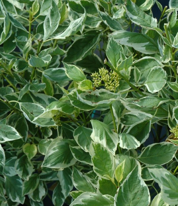 Cornus sericea 'Silver and Gold' STD