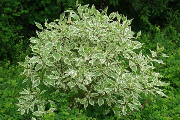 Cornus alba 'Elegantissima' STD