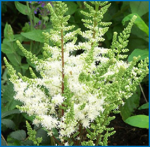 Astilbe 'Younique White'