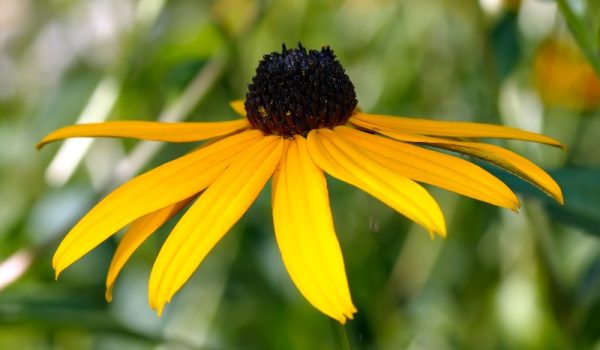 Rudbeckia