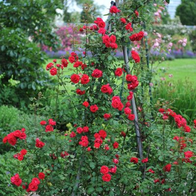 Rosa grimpant 'Improved Blaze'
