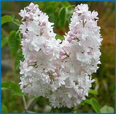 Common Lilac