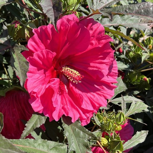 Hibiscus x 'Watermelon Ruffles'