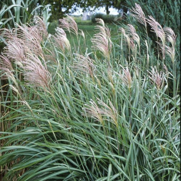 Miscanthus sinensis 'Huron Blush'