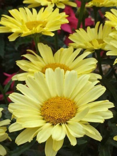 Shasta Daisy