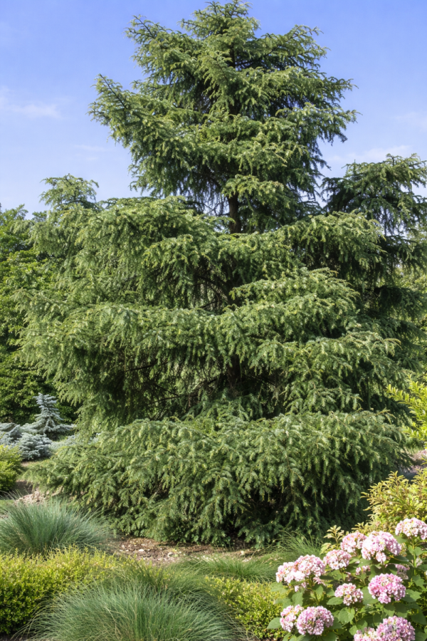 Larix kaempferi