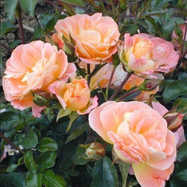 Rosa couvre-sol 'Peach Drift'