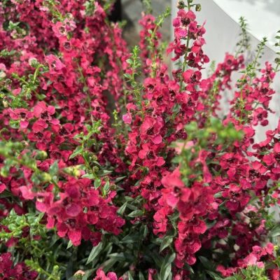 Angelonia 'AngelFlare Cranberry'