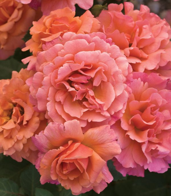 Rosa floribunda 'Easy Does It'