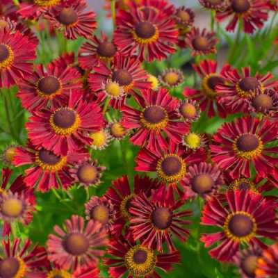 Helenium x 'Siesta'