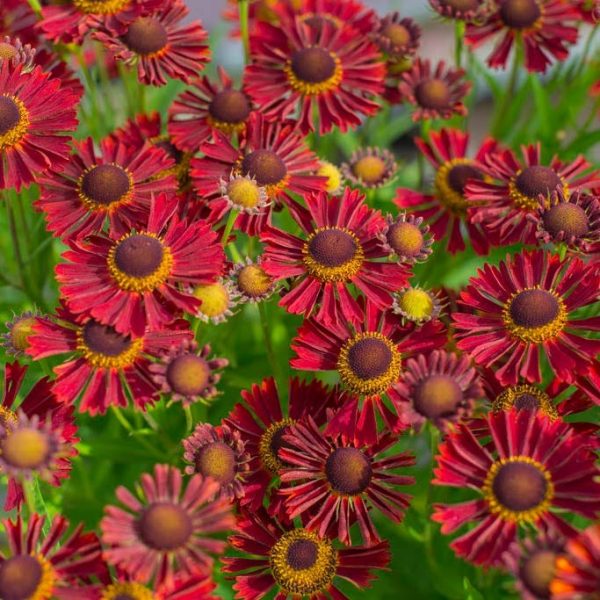 Helenium x 'Siesta'