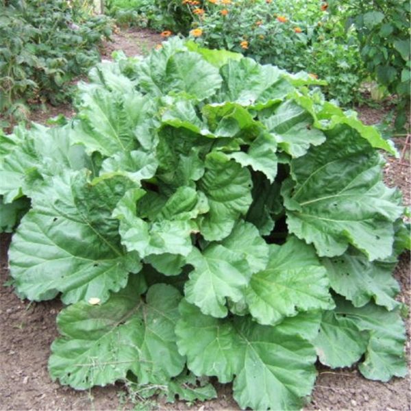 Rheum 'Victoria'