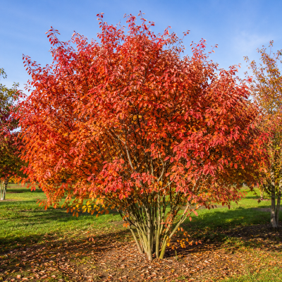 Amelanchier x grandiflora 'Autumn Brillance' (arbuste)
