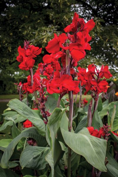 Canna 'Fire Dragon'