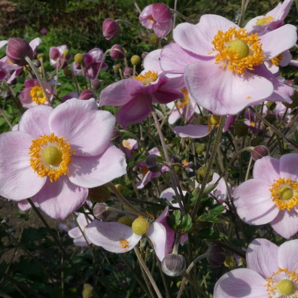 Anemone hupehensis 'Ouvertüre'