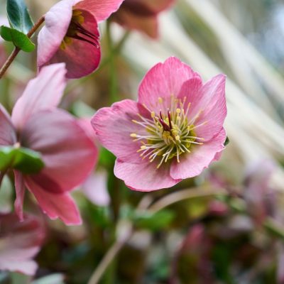 Helleborus x 'Strawberry Moon'