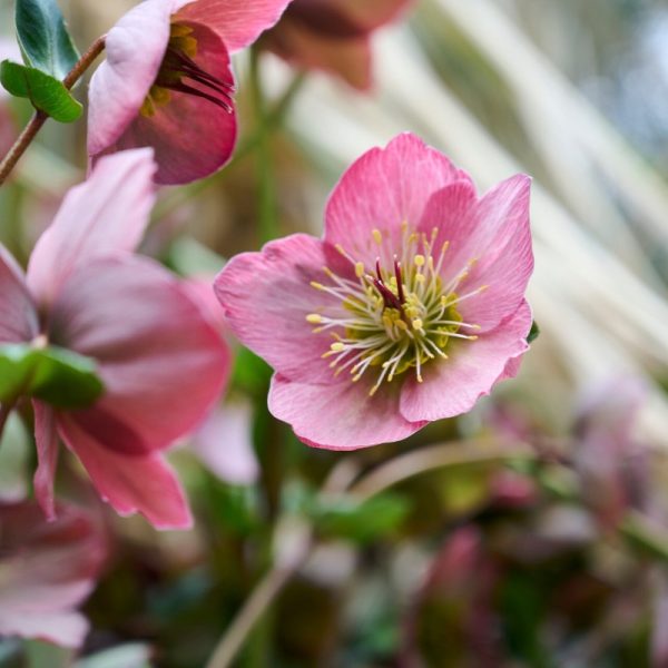 Helleborus x 'Strawberry Moon'