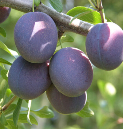 Prunus domestica 'Valor'