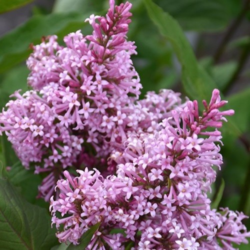 Syringa prestoniae 'Donald Wyman' (sur tige)