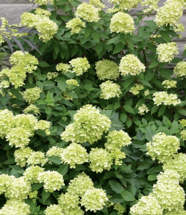 Hydrangea paniculata 'Little Lime' PW (sur tige)