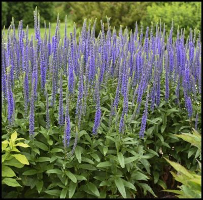 Véronique ‘Blue Skywalker’