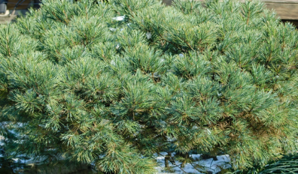Pinus strobus 'Nana' STD