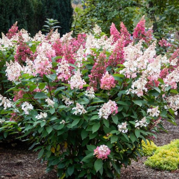 Hydrangea paniculata 'Candelabra' BE STD