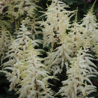 Astilbe arendsii 'Moccachino'