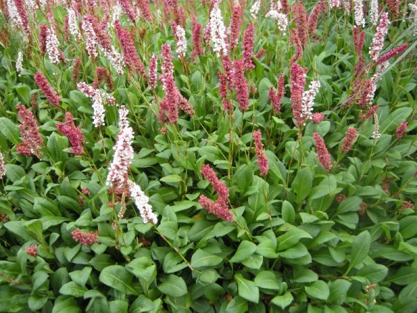 Polygonum affine