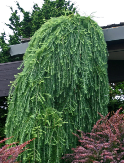 Larix decidua 'Pendula' STD