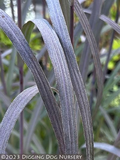 Andropogon gerardii 'Holy Smoke'