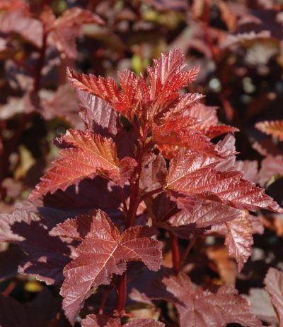 Physocarpus opulifolius 'Coppertina' PW STD