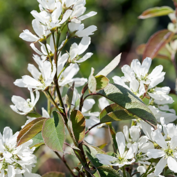 Amelanchier du Canada 'Rainbow Pillar' (arbuste)