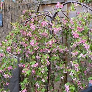 'Louisa' Weeping Crabapple