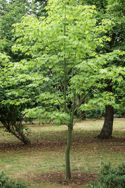 Acer pensylvanicum (arbuste)