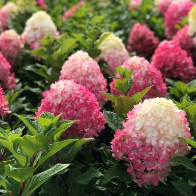 Hydrangea paniculata 'Little Lime Punch'