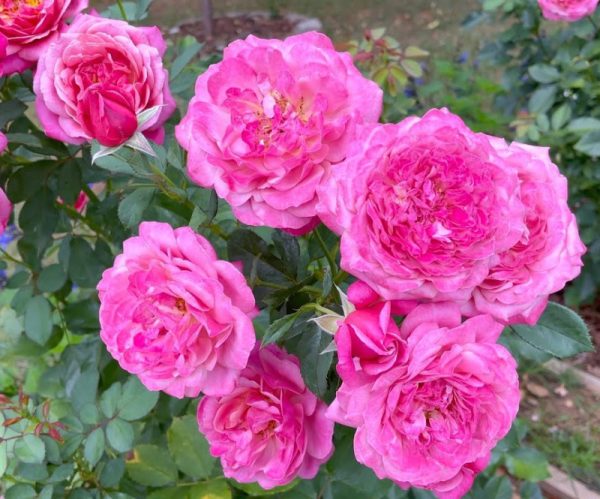 Rosa floribunda 'Queen of Elegance'